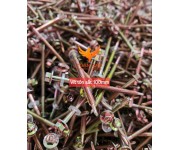 Vít bắn tôn 10cm